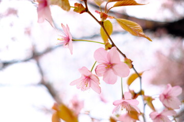 日本の美しい桜