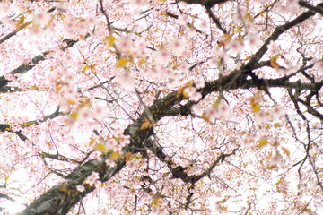 日本の美しい桜