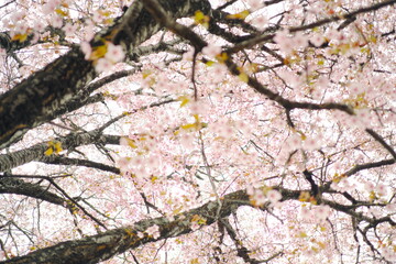 日本の美しい桜