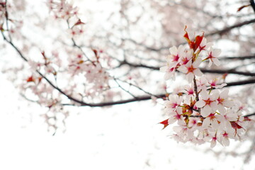 日本の美しい桜