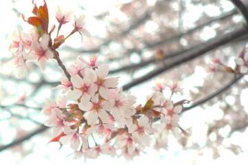 日本の美しい桜