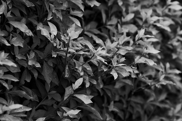 black and white leaves