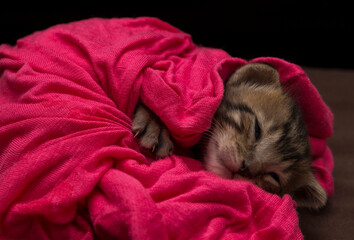 little kitten rescued after mother abandoned