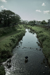 日本の多摩川で水遊びをする少年たち