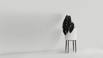 Black leaves plant in white ceramic pot, Indoor tropical plant on stool. Chantrieri alocasia, Chantrieri African Mask Plant. White indoor room.