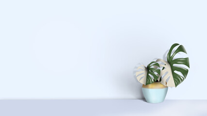 Decorative monstera tree planted in white ceramic pot isolated on white background. Withe and green color leaf. Two color plant. Light blue interior.