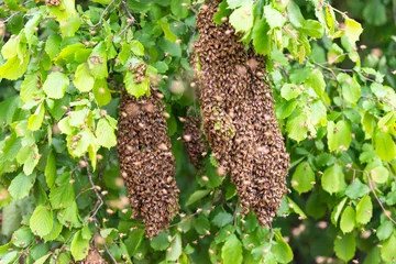 Muurstickers Zwermende bijen op een boom. Drie grote zwermen bijen tussen de takken van een boom. © Михаил Шаповалов
