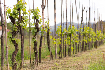 Grapevine in the spring in the mountains. Grapes in Tuscany in May are preparing to give us wine.