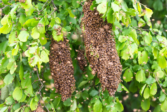 Swarming bees on a tree. Three large swarms of bees among the branches of a tree.