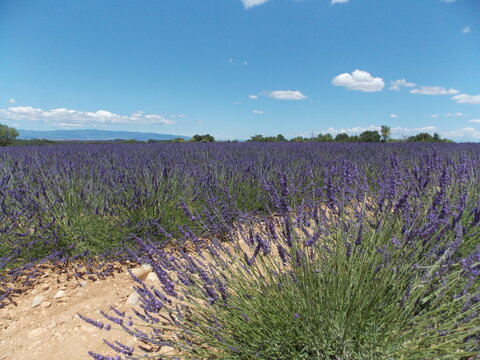 lavande