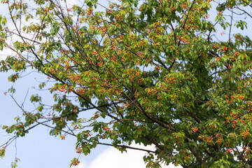 Cherries turn red in May. Yellow-red berries littered the tree.