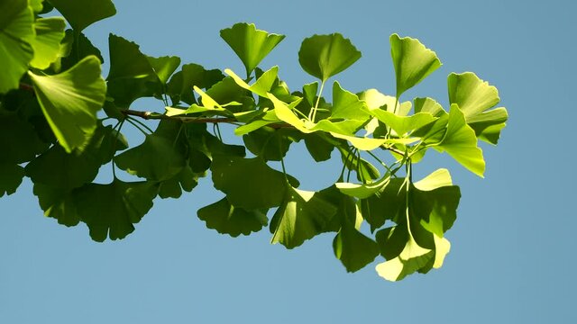 Tokyo,Japan-May 3, 2021: Ginkgo Leaves on blue sky background
