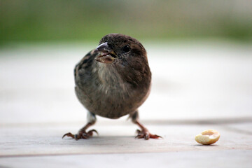 sparrow on the ground eating peanuts