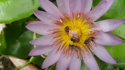Picture of a pale pink lotus flower with yellow pollen and bees pollinating the pollen.