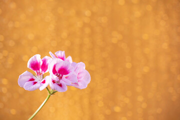 Petals of white and pink geranium close-up. Blooming of a home geranium flower on a stem with several inflorescences and stamens on a glittering golden-orange background with copy space.