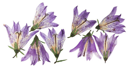 Pressed and dried flowers campanula, isolated on white background. For use in scrapbooking,...