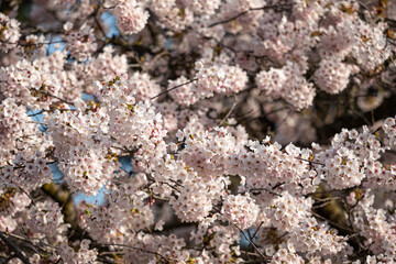 beautiful pink cherry flowers blooming on the dense branch on a sunny morning in the park