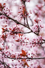 beautiful pink cherry flowers blooming on the dense branch in the park under the shade