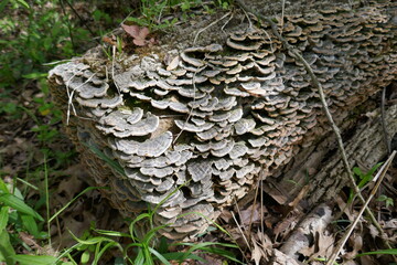 Log covered with layers of shelf fungi