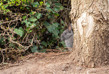 one cute grey rabbit hiding behind tree trunk near the green bushes