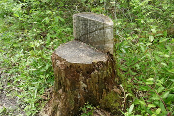 Fototapeta premium Chair cut out of tree stump in forest