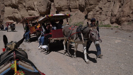 donkey as a main form of transportation in rural area
