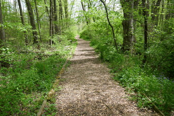 Fototapeta premium Maple tree seed covered natural walking path through forest
