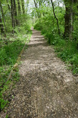 Nature trail covered in fallen maple tree seeds