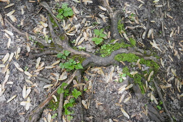 View of ground with exposed tree roots and maple tree seeds