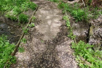 Nature trail bridge crossing creek water with maple tree seed covering