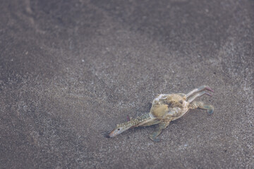 Dead crab by the sea