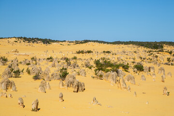 Fototapeta na wymiar The Pinnacles, Nambung National Park. Limestone formations with blue sky and yellow earth