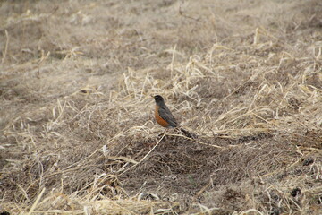 Robin On The Land, Pylypow Wetlands, Edmonton, Alberta