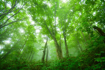 Fototapeta na wymiar 世界遺産　白神山地の森
