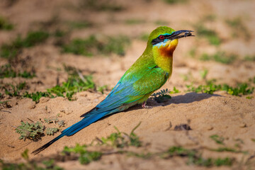A beautiful bird called the Blue-tailed Bee-eater (Merops philippinus) standing in front of a nest in the sand.