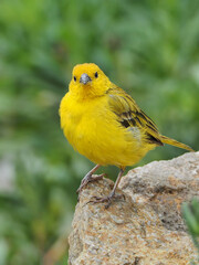 Photograph of a yellow canary in nature. Crithagra flaviventris