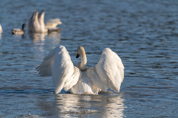 Fototapeta premium Large trumpeter tundra arctic swan in northern Canada during migration to Alaska. Swimming, flapping in open water with ice and more swans in background. Taken in April, during springtime, spring day.