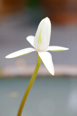 A Blooming White Water Lily Bud