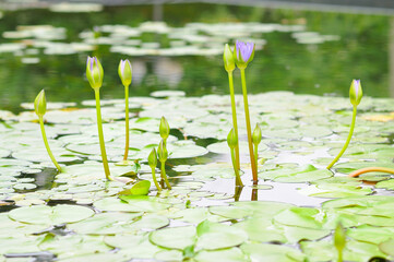 Purple Water Lily Buds