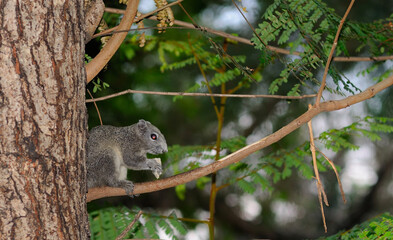 Squirrel on a Branch