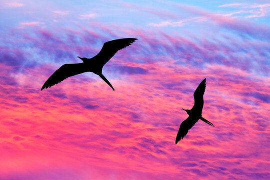 Sunset Birds Silhouette
