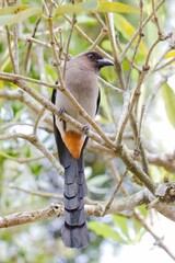 A grey treepie standing on the branch. It's an Asian treepie widely distributed along Taiwan, also known as the Himalayan treepie.