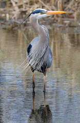 Great blue heron walking into the swamp, Quebec, Canada