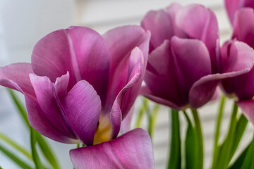 Bouquet of spring flowers - pink tulips