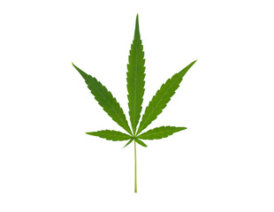 Marijuana fresh green leaf of full grown Hemp Cannabis isolated on white background. Growing medical marijuana.