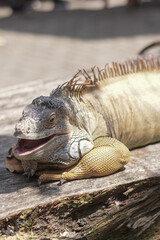 iguanas are sunbathing and relaxing on wood