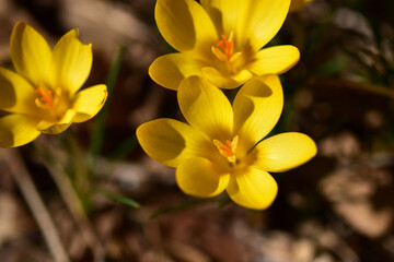 上から見る黄色いクロッカス