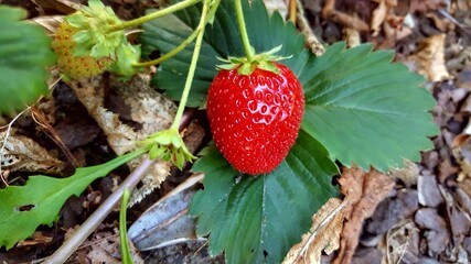 strawberry in the forest