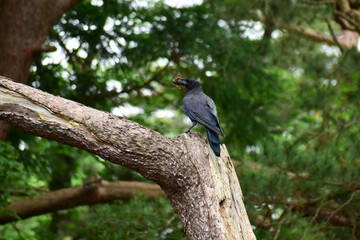 蛾をくわえるカラス