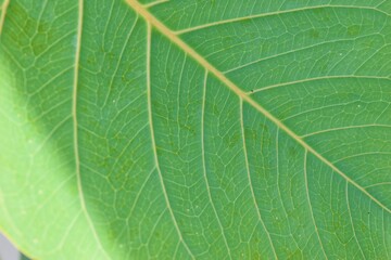 The leaves of the Bodhi tree (bo tree, Pipal Tree,Peepul tree,Sacred tree,Sacred fig Tree)